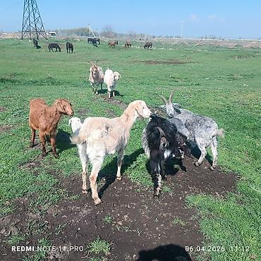 Лошади, кони: Продаю | Конь (самец) | Мерин — 3