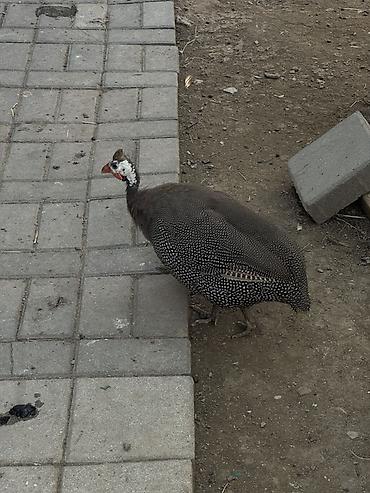 Животные: 1erkək 2dişi firəng(sesar) tam sağlam quşları satılır.tək-təkdə — 3