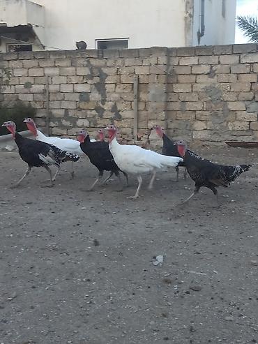 bildirçin əti satışı: Dişi, Ətlik, Ödənişli çatdırılma — 4