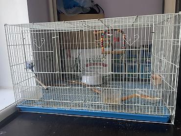 Үй жаныбарлары үчүн товарлар: 🦜 Срочно продаётся синий волнистый попугай с клеткой! В связи с — 4