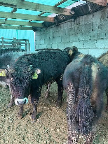 Коровы, быки: Продаю | Бык (самец) — 3