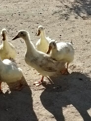 Digər quşlar: Sadəcə ağlar ördəkkər satılır 6 aylıqdır — 11