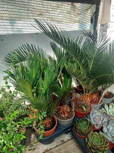 Sobne biljke: Cikas palme sa slike