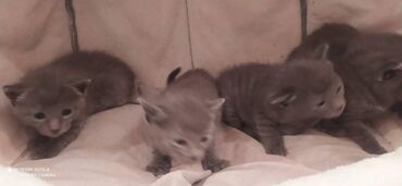 Pişiklər: Britan, Erkək, Dişi — 8