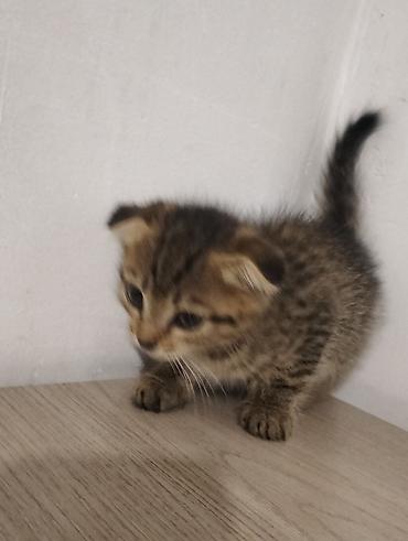 кошка пушистая: Скотиш Фолд (Шотландская вислоухая), 2 месяца, Девочка, Приучена к лотку — 4