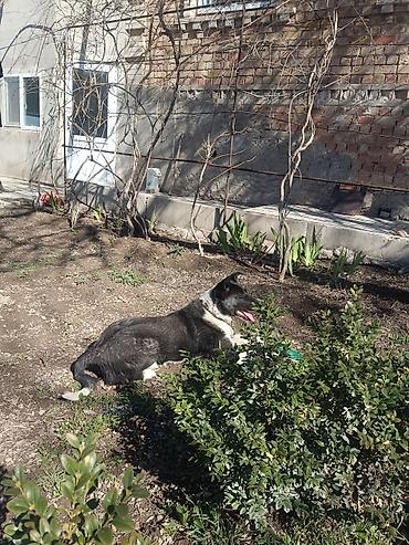 Продажа собак: Колли, 7 месяцев, Самец — 10