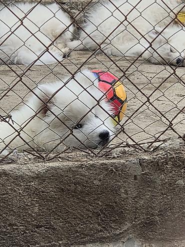 İtlər: Samoyed, Peyvəndli — 3