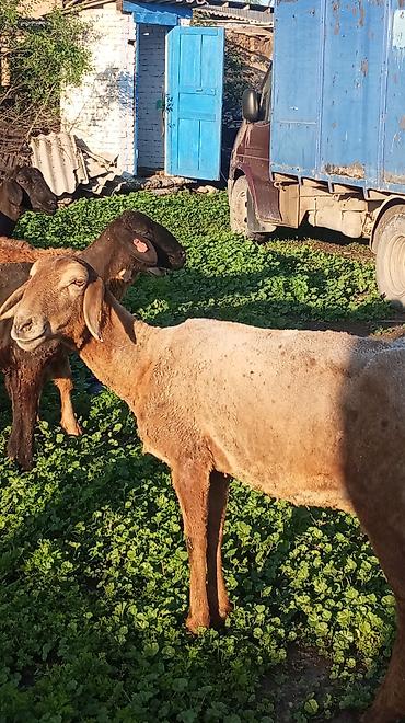 Баран, овца: Продаю | Овца (самка) at lalafo.kg — 7 Баран, овца: Продаю | Овца (самка) — 7