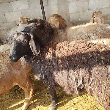 Баран, овца: Продаю | Овца (самка) | Для разведения | Матка — 3