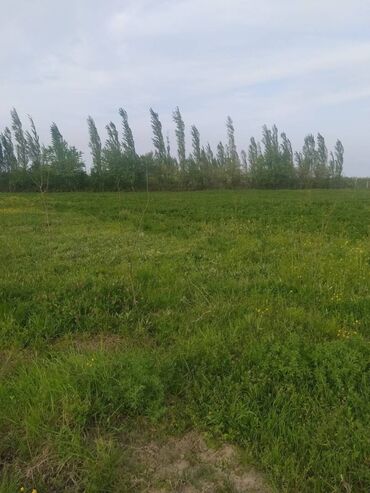 аренда квартир в баку: 485 соток, Для сельского хозяйства, Собственник, Купчая