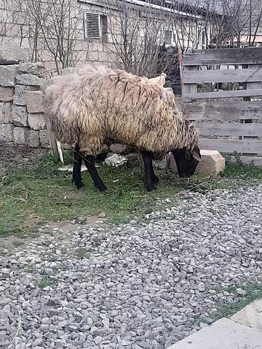 Mal-qara: Erkək, Qala, il: 1, Damazlıq, Ünvandan götürmə — 4