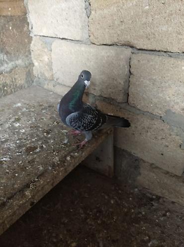 ev heyvan adlari: Biri mayadı biri erkeydi,biri 10 manat — 2
