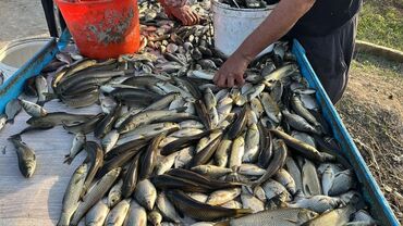 корм форель: Свежий, Платная доставка