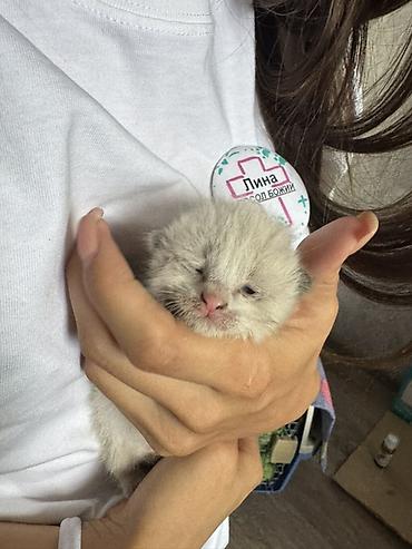 собаки щенки: Отдам в хорошие руки!!!!! Котята породы сиамские, дымчатые — 1