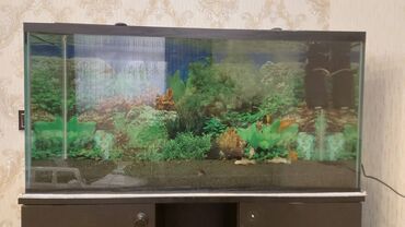 Akvariumlar: Dördbucaq akvarium, Boş, 175 l, Ünvandan götürmə — 2