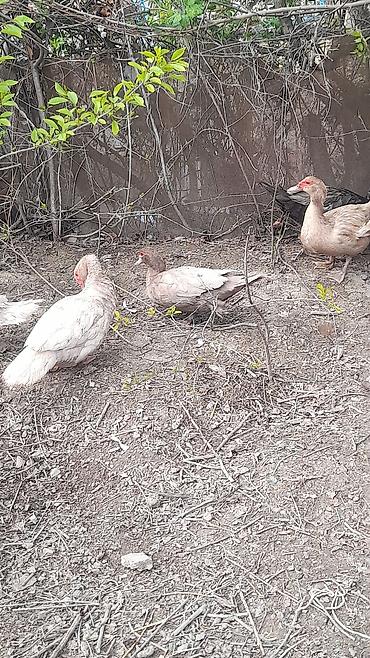 heyvanlar quslar: Şəkildəki lal ördəklər satılır 3 erkey 4 dişi Erkeylər 40 azn Dişilər — 9