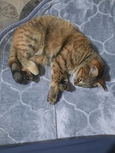 Отдам даром кошку: 6 месяцев, Девочка, Приучена к лотку — 3