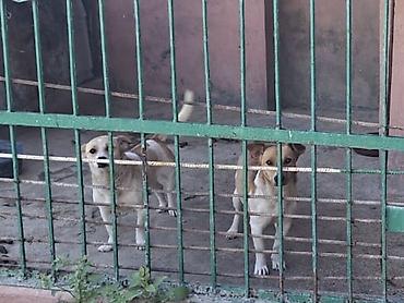 сухие корма для собак: 3 годa, С прививками, Самовывоз — 1