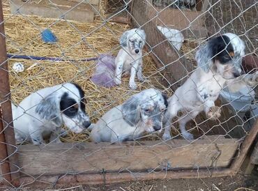 Psi: Na prodaju Štenad engleskog setera. Ovi predivni stenci su šampionskog — 2