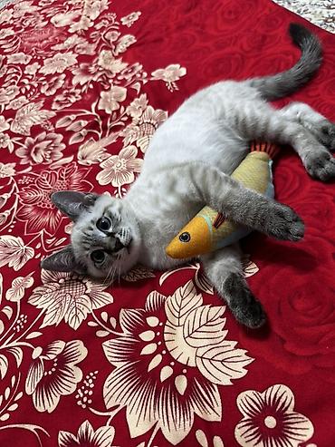 котенок отдам даром: 4 месяца, Мальчик — 2