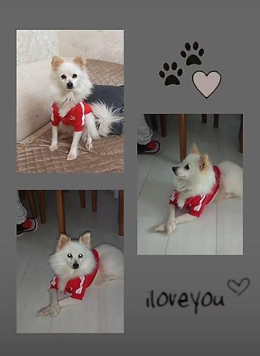 pomeranian boo mini: Şpitz — 1