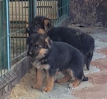 мексиканская собака: Щенки немецкой овчарки 2,5 месица, последние фото родителей, без торга