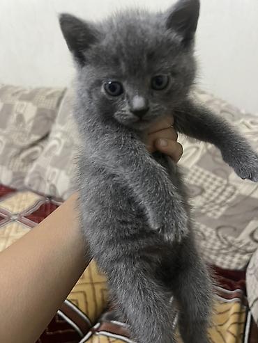 кошки сфинксы: Договорная
Два мальчика и одна девочка белая девочка на 3 фотке — 2