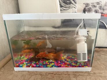 Akvariumlar: Dördbucaq akvarium, Balıqlarla birlikdə, 32 l, Ödənişli çatdırılma, Ünvandan götürmə
