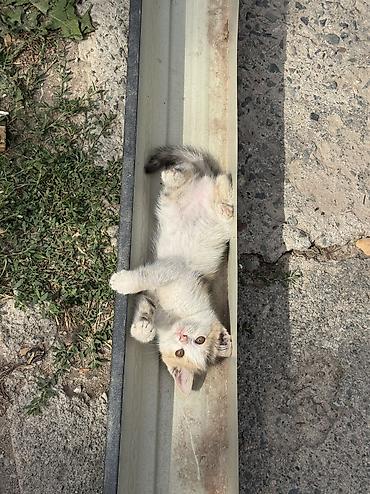 котята мэйн кун: Котята в добрые руки. Милые домашние котята разного окраса: рыжие — 6