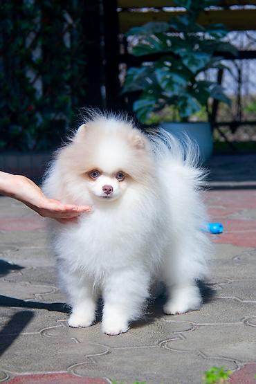 Продажа собак: Шпиц, 5 месяцев, Самец — 12