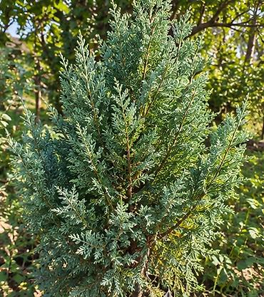qaz yumurtasi: Thuja və kiparis fidanları – landşaft üçün iynəyarpaqlılar Məhsul: - — 8