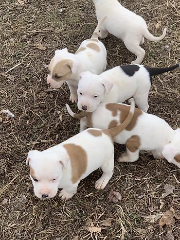 Продажа собак: Питбуль, 1 месяц, Самец — 10