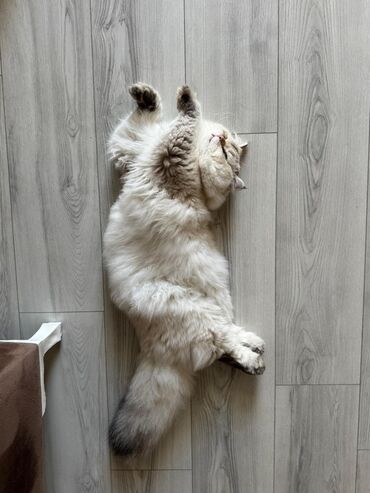 Pişiklər: Britan, Erkək, Cütləşmə üçün — 2