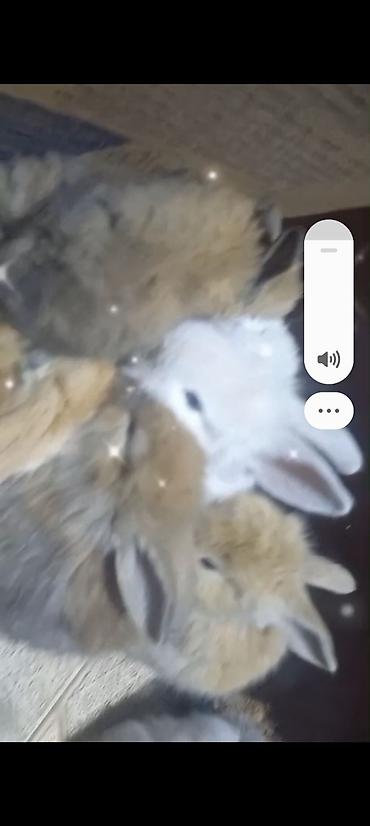 Dovşanlar: Cins ve yerli dovşan balalari. Böyuyen ve boyumeyen. Tek ve top — 13