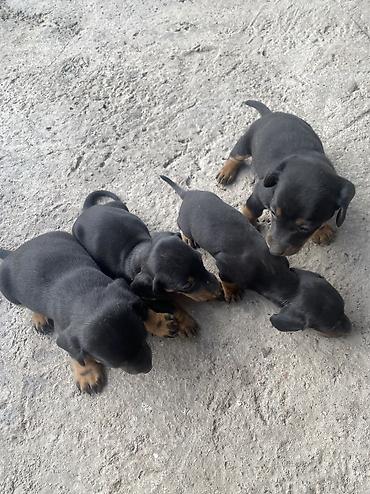 парода швиц: 🐶 Щенки чистопродной таксы — 4 щенка ватсап Продаются 4 — 7