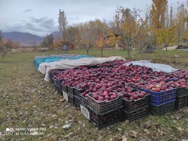 Продажа участков: 450 соток, Для сельского хозяйства at lalafo.kg — 7 Продажа участков: 450 соток, Для сельского хозяйства — 7