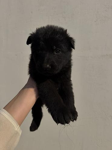 тайган собаки: 🐕 ПРОДАЮТСЯ ЧИСТОКРОВНЫЕ НЕМЕЦКИЕ ОВЧАРКИ! 🐕 Предлагаем к продаже — 3