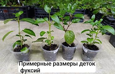 Другие комнатные растения: Детки фуксий по 150 с Бишкек ‼️ Возможна отправка по регионам через — 8