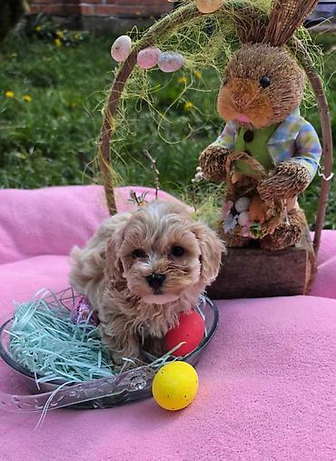 Predstavljamo vam novo leglo bebica maltipoo. Mama je mali maltezer a — 3