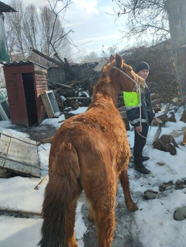 Лошади, кони: 1.5жаш ургачы сатылат срочно