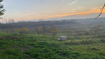 Torpaq sahələrinin satışı: Kənd təsərrüfatı — 11