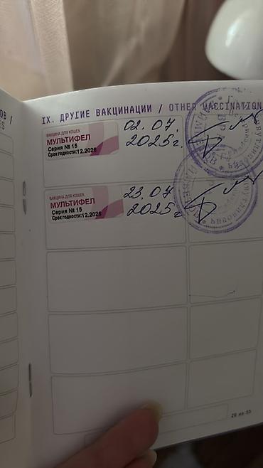 сколько стоит вислоухие кошки: Скотиш Фолд (Шотландская вислоухая), 1 месяц, Девочка, Золотая шиншилла, С документами — 5