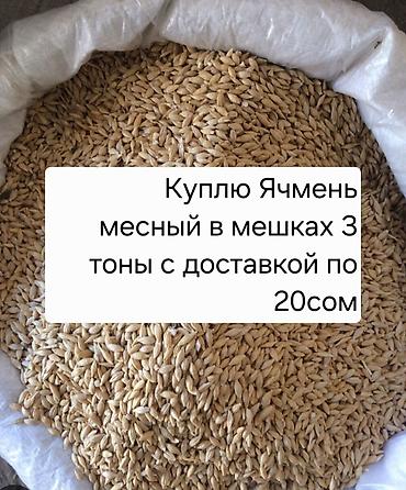 сколько стоит кошка в бишкеке: Курлю ячмень месный 3 тоны в мешках с доставкой по 19-20сом село — 1