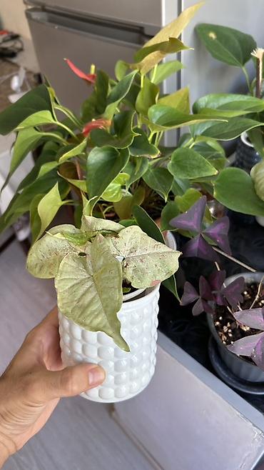 nergiz gülü şekilleri: Syngonium Milk Confetti – dekorativ ev bitkisi 🌿 Dekorativ bitki — 6