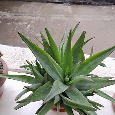 kiraye 1 otaq evler: Aloe vera (succulent) – saksıda - Bitki: Aloe vera (qalın, ətli — 2