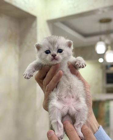 Pişiklər: Şotland, Erkək, Dişi — 3