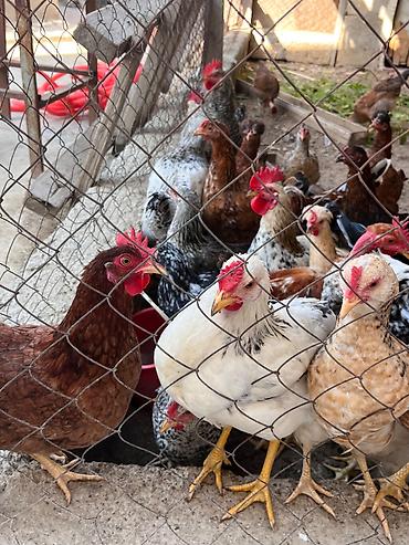 itler satisi: İlk günündən özüm böyütdüyüm heyvanlardi hər biri sağlamdir fərələr — 7