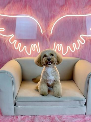 ev itleri ucuz: 🐾 Предлагаю передержку домашних животных 🏡🐶🐱 Если вам нужно уехать — 1
