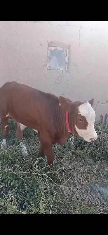 cücə və xoruz təmsil: Hereford tipli dana - Rəng: qırmızı-qəhvəyi bədən, ağ alın və burun — 7