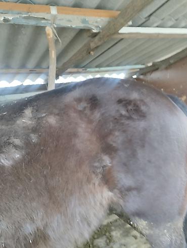 Другие животные: Другие животные — 11